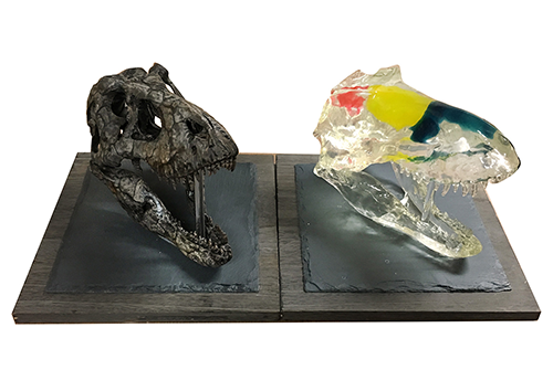 ティラノサウルス透明頭骨模型